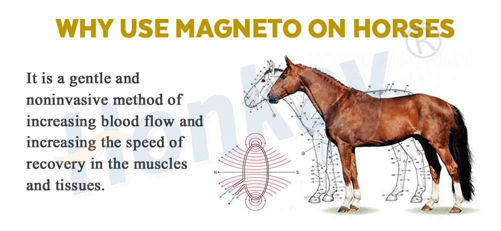 Why use magneto on horses - gentle, non-invasive method to increase blood flow