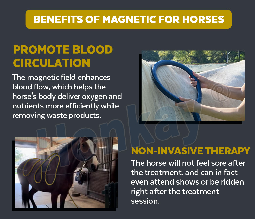 Benefits of magnetic therapy for horses - blood circulation and non-invasive treatment