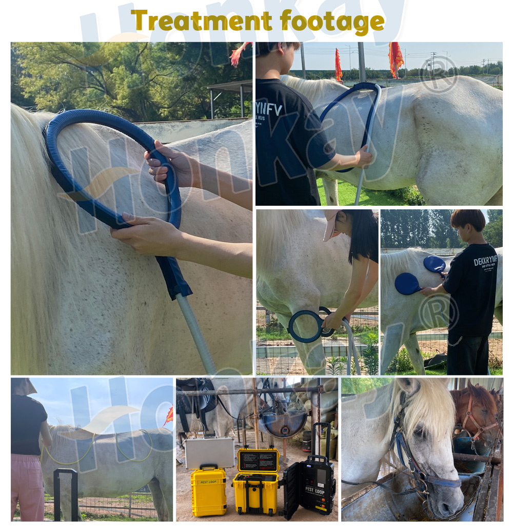 Equine PEMF treatment footage with loops applied to horses
